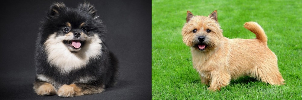 Norwich Terrier vs German Spitz (Klein) - Breed Comparison