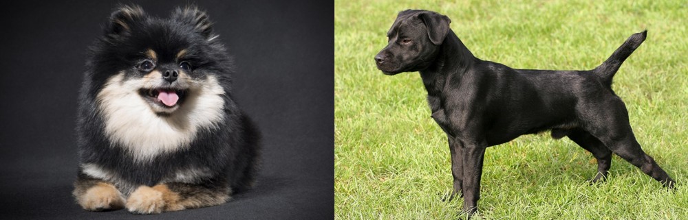 Patterdale Terrier vs German Spitz (Klein) - Breed Comparison