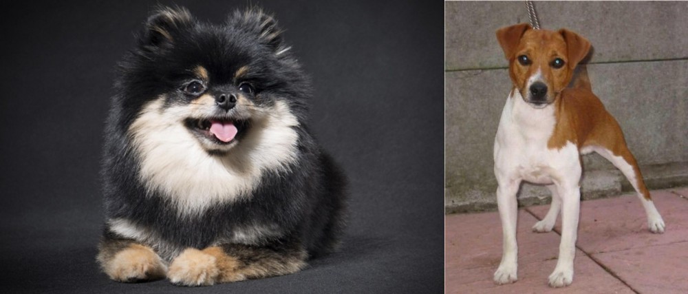 Plummer Terrier vs German Spitz (Klein) - Breed Comparison