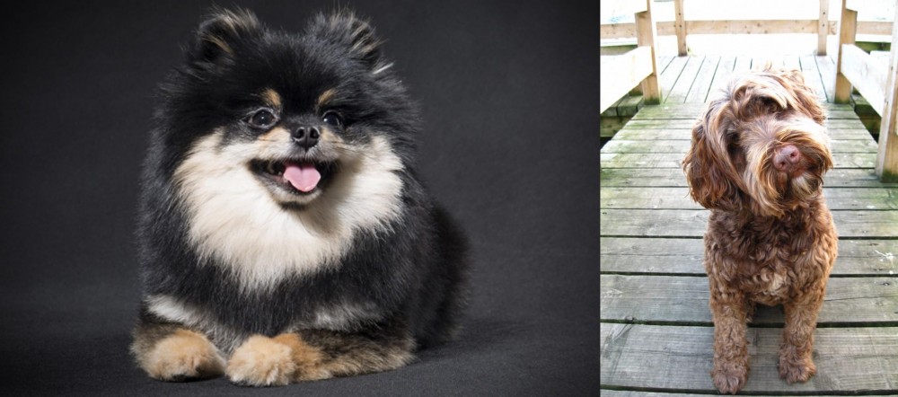 Portuguese Water Dog vs German Spitz (Klein) - Breed Comparison