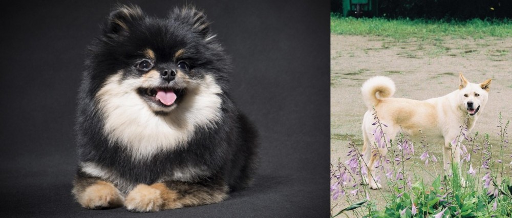 Pungsan Dog vs German Spitz (Klein) - Breed Comparison