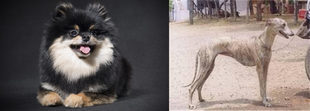 Rampur Greyhound vs German Spitz (Klein) - Breed Comparison
