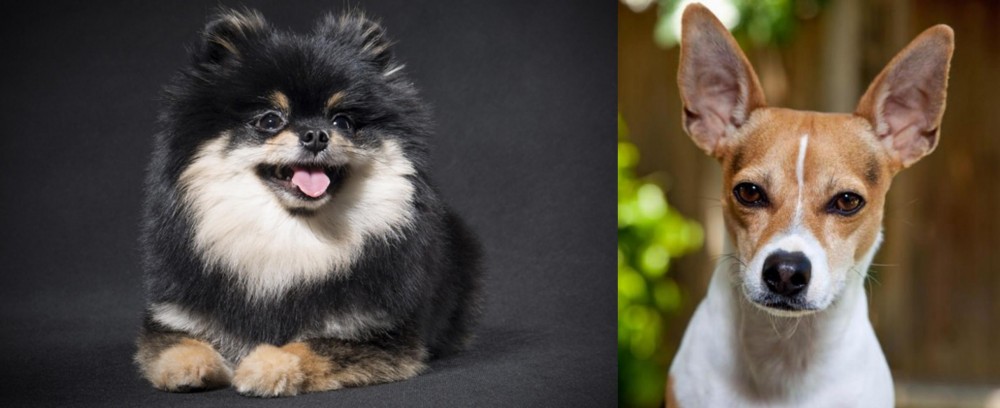 Rat Terrier vs German Spitz (Klein) - Breed Comparison