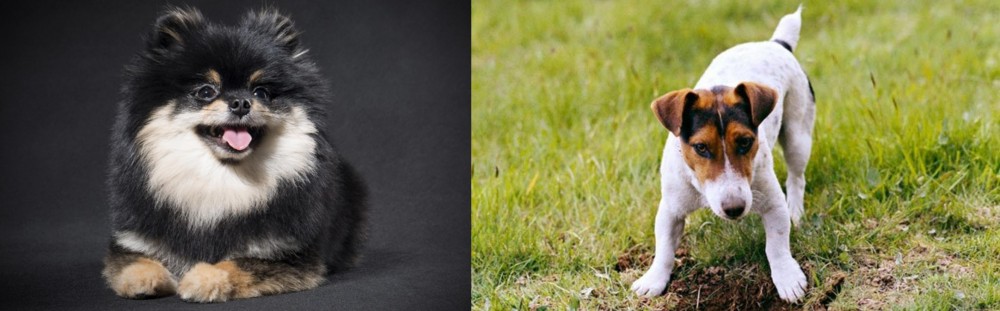 Russell Terrier vs German Spitz (Klein) - Breed Comparison