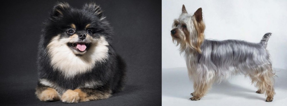 Silky Terrier vs German Spitz (Klein) - Breed Comparison