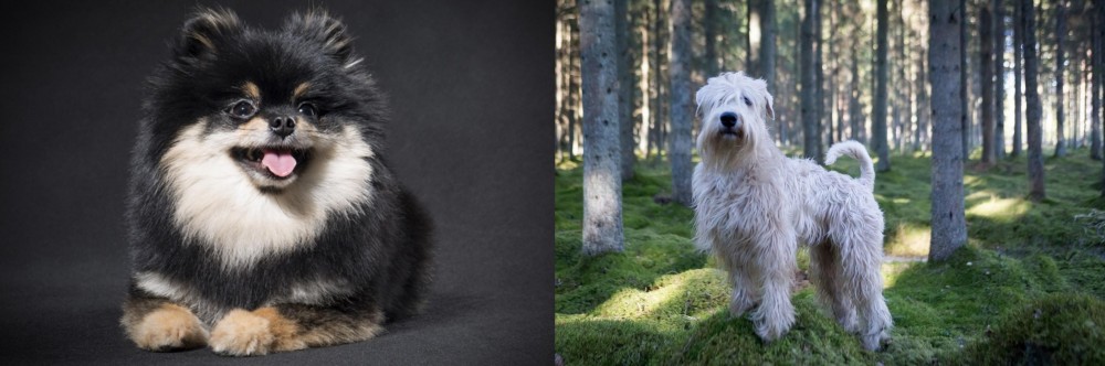 Soft-Coated Wheaten Terrier vs German Spitz (Klein) - Breed Comparison
