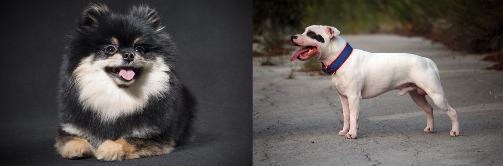 Staffordshire Bull Terrier vs German Spitz (Klein) - Breed Comparison