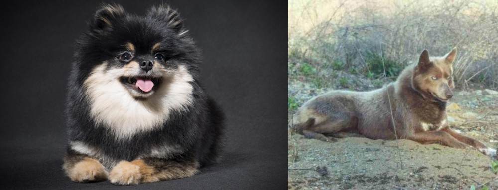 Tahltan Bear Dog vs German Spitz (Klein) - Breed Comparison