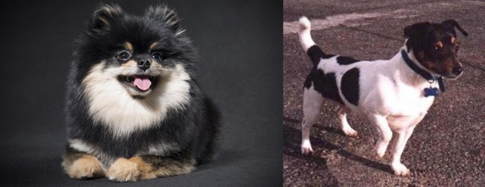 Teddy Roosevelt Terrier vs German Spitz (Klein) - Breed Comparison