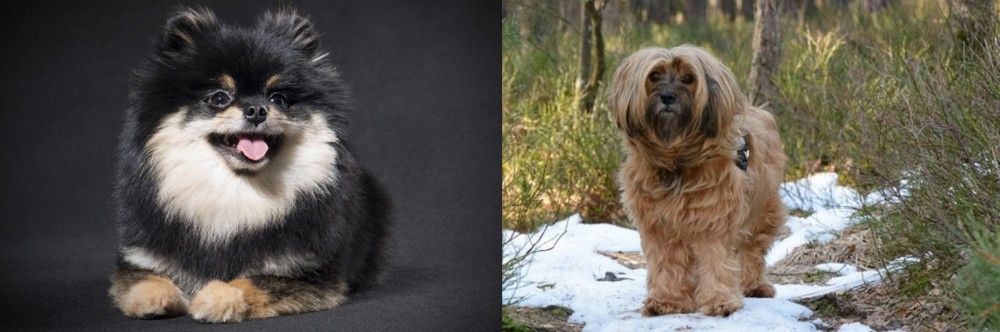 Tibetan Terrier vs German Spitz (Klein) - Breed Comparison