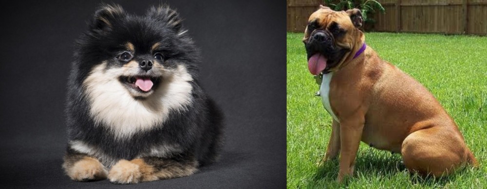 Valley Bulldog vs German Spitz (Klein) - Breed Comparison