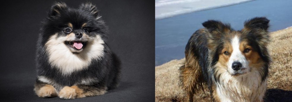 Welsh Sheepdog vs German Spitz (Klein) - Breed Comparison