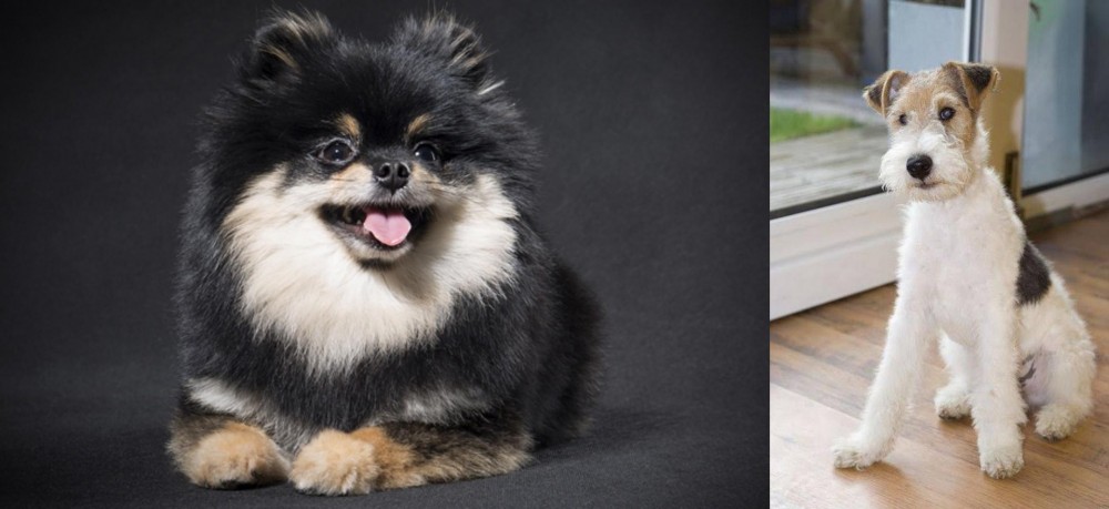 Wire Fox Terrier vs German Spitz (Klein) - Breed Comparison