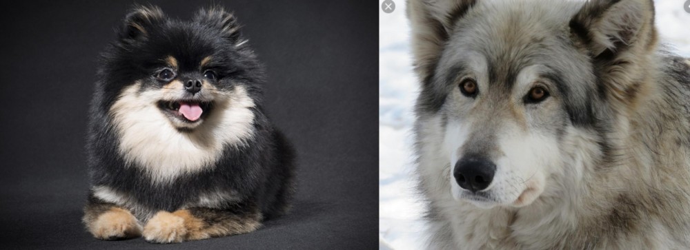 Wolfdog vs German Spitz (Klein) - Breed Comparison