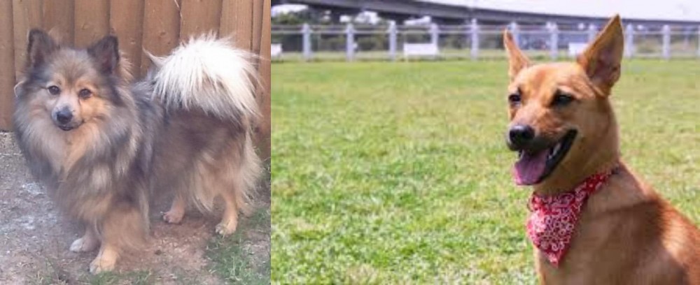 Formosan Mountain Dog vs German Spitz (Mittel) - Breed Comparison