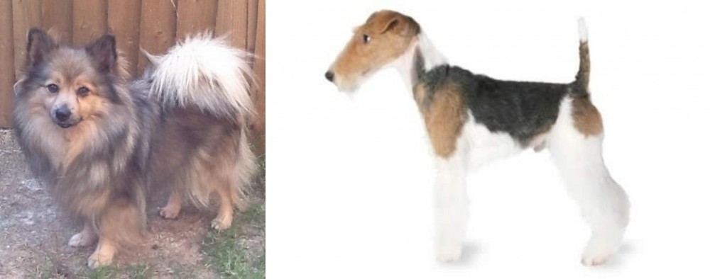 Fox Terrier vs German Spitz (Mittel) - Breed Comparison