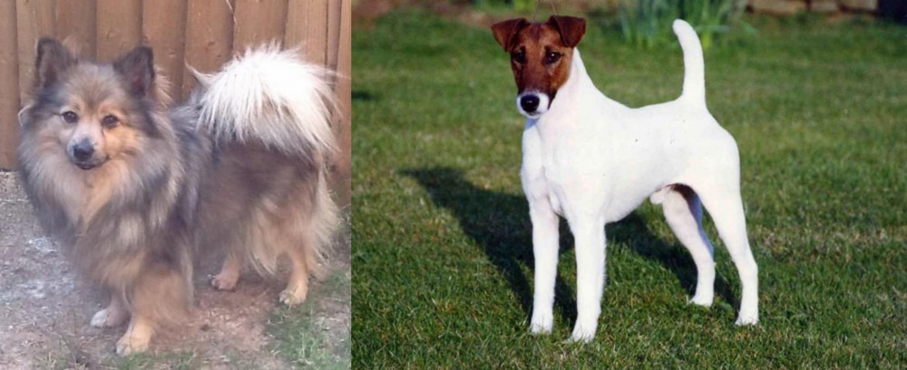 Fox Terrier (Smooth) vs German Spitz (Mittel) - Breed Comparison