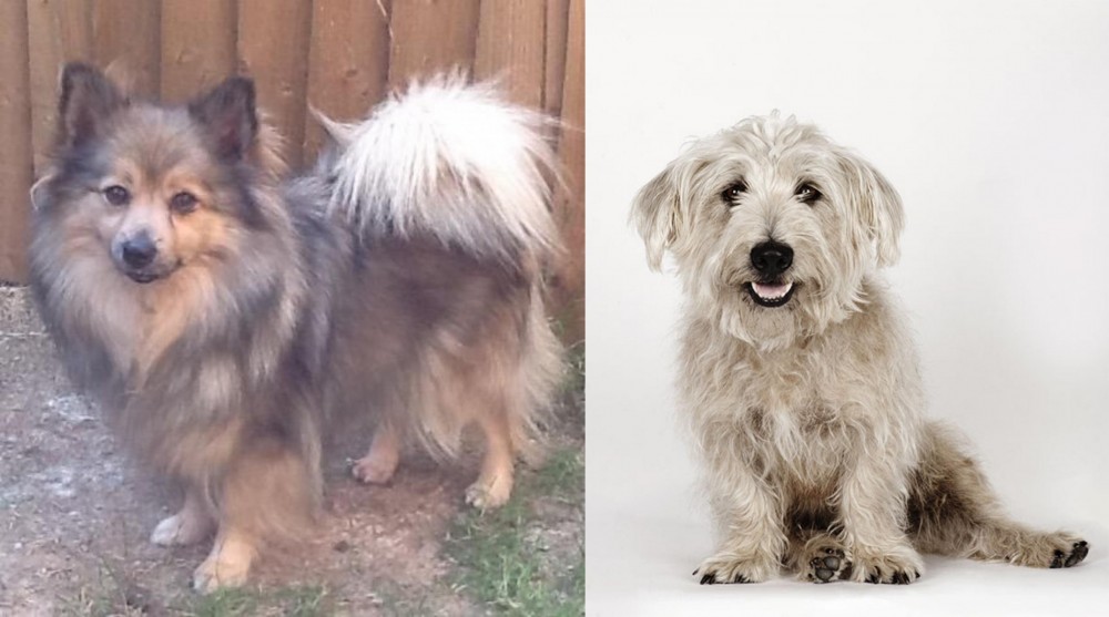 Glen of Imaal Terrier vs German Spitz (Mittel) - Breed Comparison