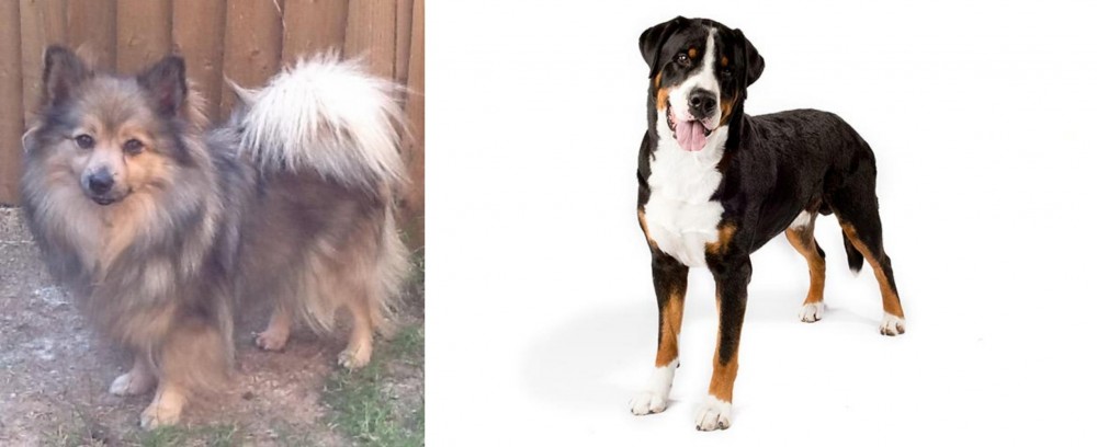 Greater Swiss Mountain Dog vs German Spitz (Mittel) - Breed Comparison