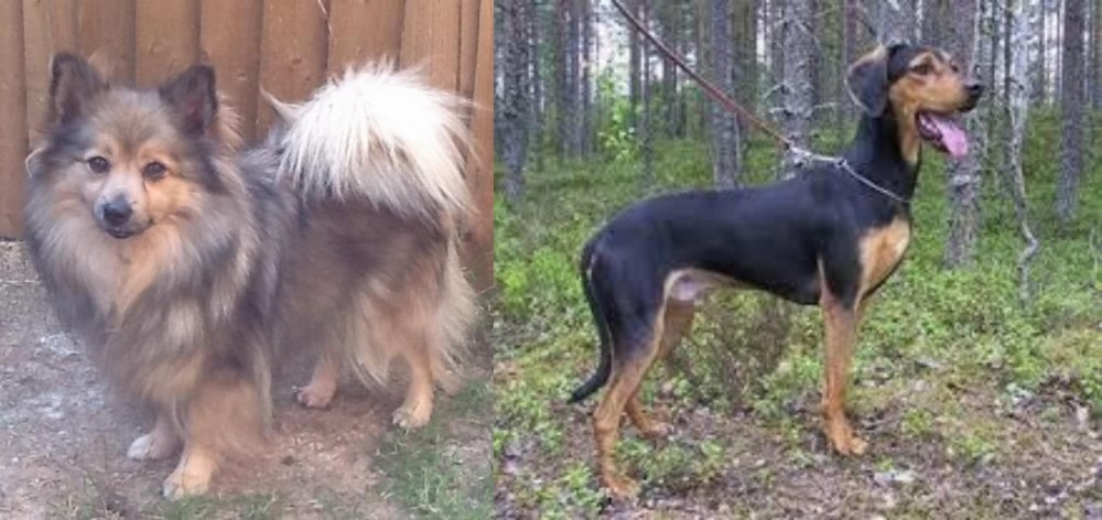 Greek Harehound vs German Spitz (Mittel) - Breed Comparison