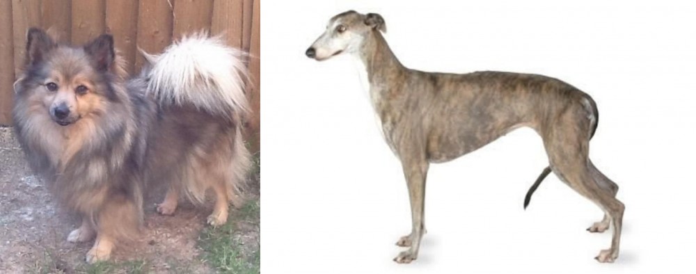 Greyhound vs German Spitz (Mittel) - Breed Comparison