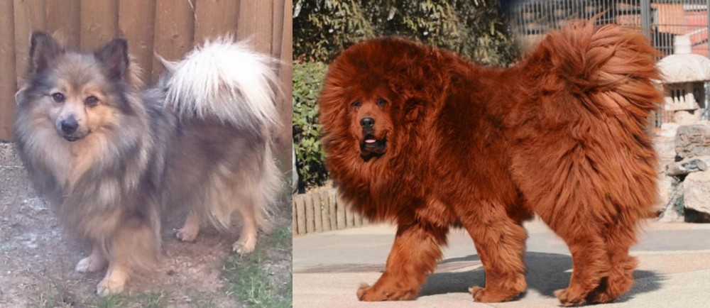 Himalayan Mastiff vs German Spitz (Mittel) - Breed Comparison