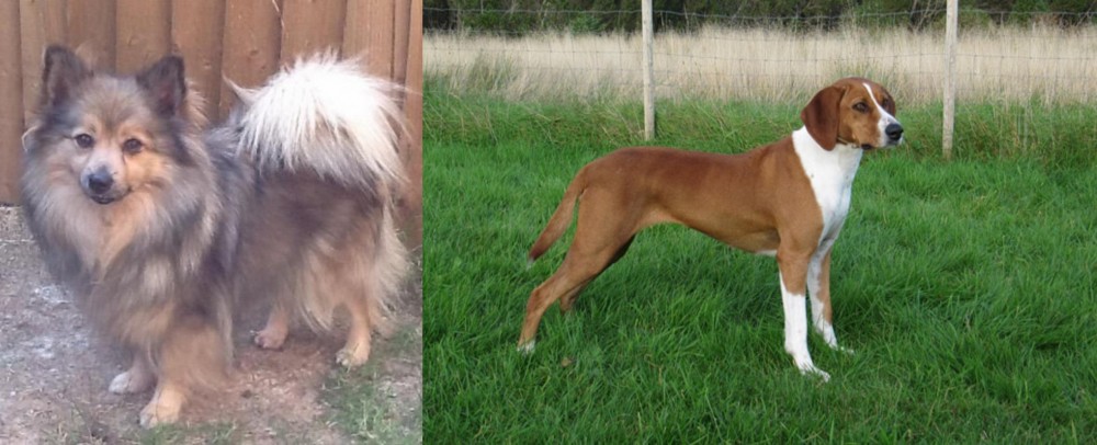 Hygenhund vs German Spitz (Mittel) - Breed Comparison