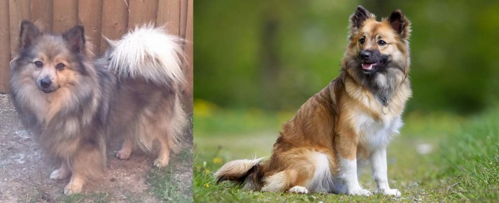 Icelandic Sheepdog vs German Spitz (Mittel) - Breed Comparison