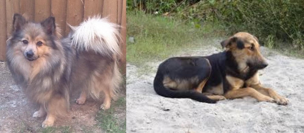 Indian Pariah Dog vs German Spitz (Mittel) - Breed Comparison