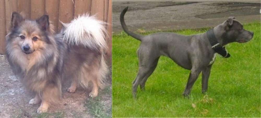 Irish Bull Terrier vs German Spitz (Mittel) - Breed Comparison