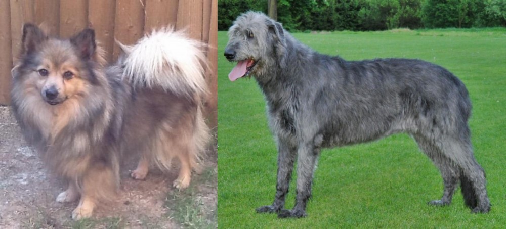 Irish Wolfhound vs German Spitz (Mittel) - Breed Comparison