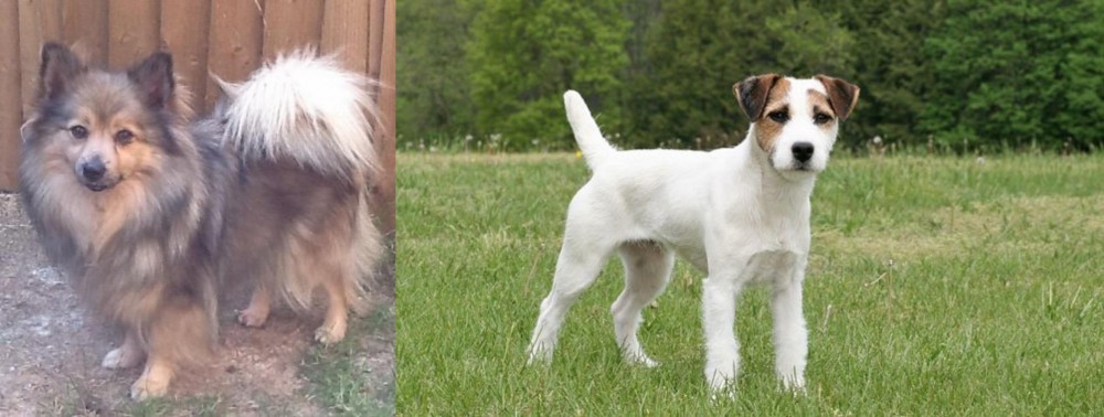 Jack Russell Terrier vs German Spitz (Mittel) - Breed Comparison