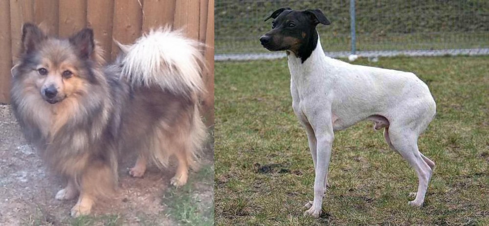 Japanese Terrier vs German Spitz (Mittel) - Breed Comparison