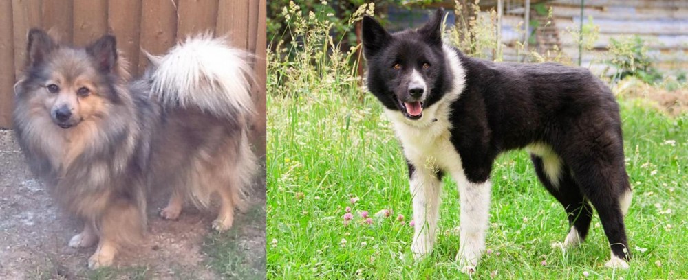 Karelian Bear Dog vs German Spitz (Mittel) - Breed Comparison