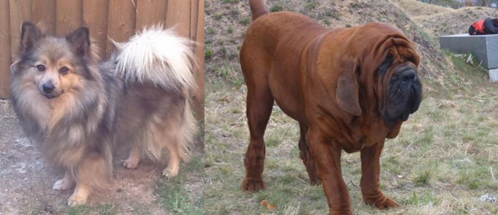 Korean Mastiff vs German Spitz (Mittel) - Breed Comparison