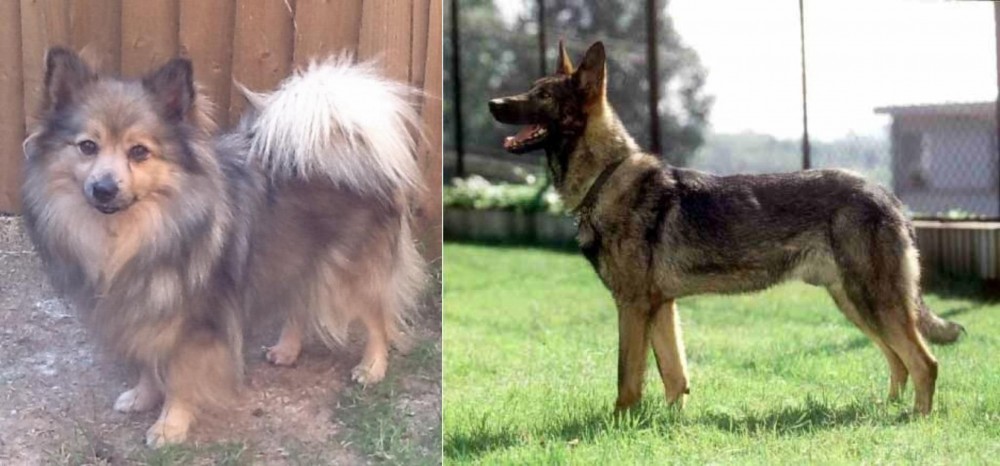 Kunming Dog vs German Spitz (Mittel) - Breed Comparison