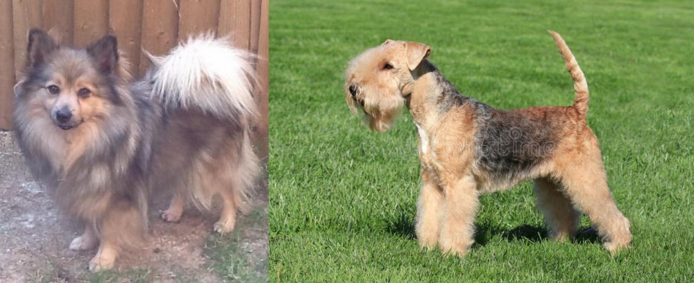 Lakeland Terrier vs German Spitz (Mittel) - Breed Comparison