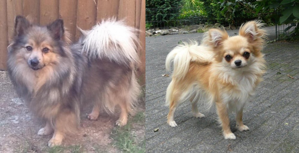 Long Haired Chihuahua vs German Spitz (Mittel) - Breed Comparison