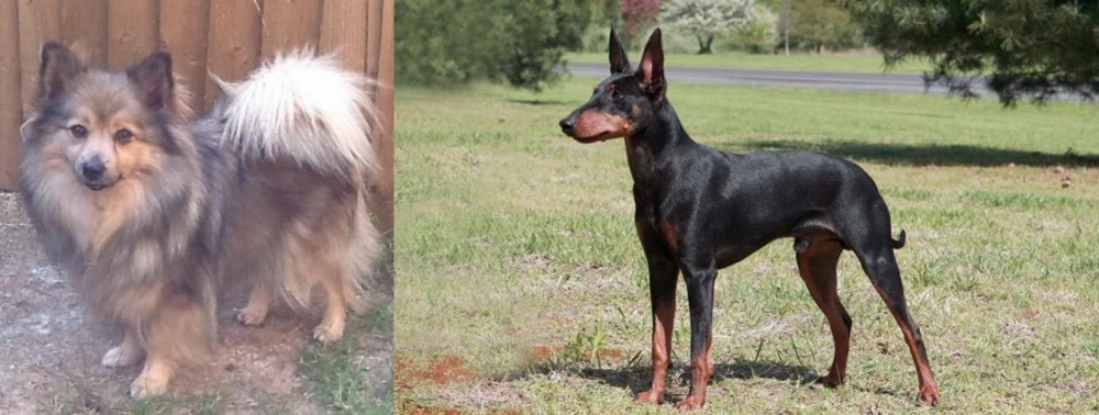 Manchester Terrier vs German Spitz (Mittel) - Breed Comparison
