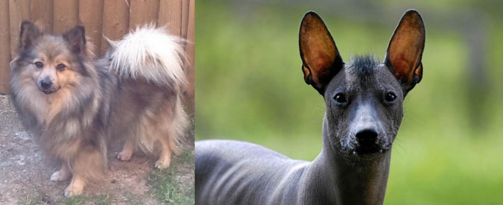 Mexican Hairless vs German Spitz (Mittel) - Breed Comparison