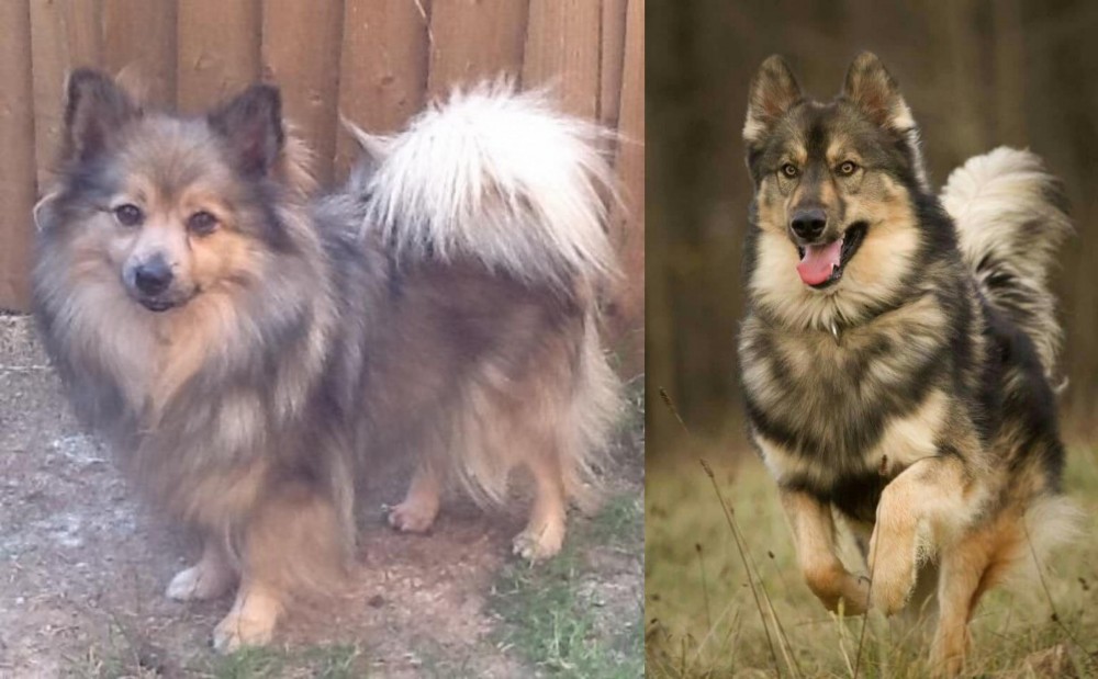 Native American Indian Dog vs German Spitz (Mittel) - Breed Comparison