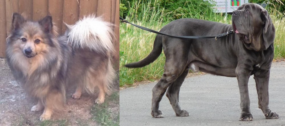 Neapolitan Mastiff vs German Spitz (Mittel) - Breed Comparison