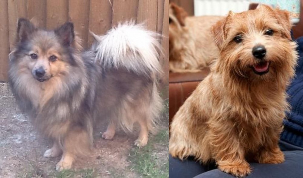 Norfolk Terrier vs German Spitz (Mittel) - Breed Comparison
