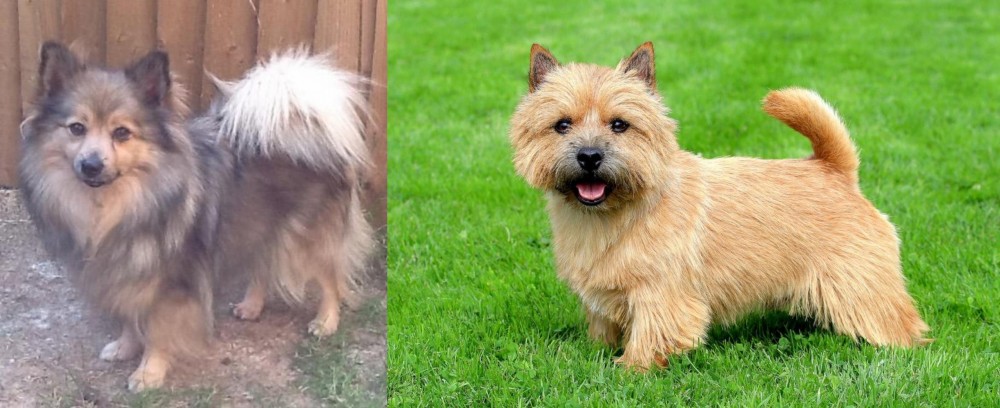 Norwich Terrier vs German Spitz (Mittel) - Breed Comparison