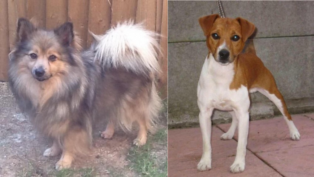 Plummer Terrier vs German Spitz (Mittel) - Breed Comparison