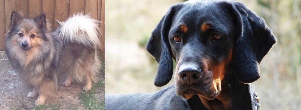 Polish Hunting Dog vs German Spitz (Mittel) - Breed Comparison