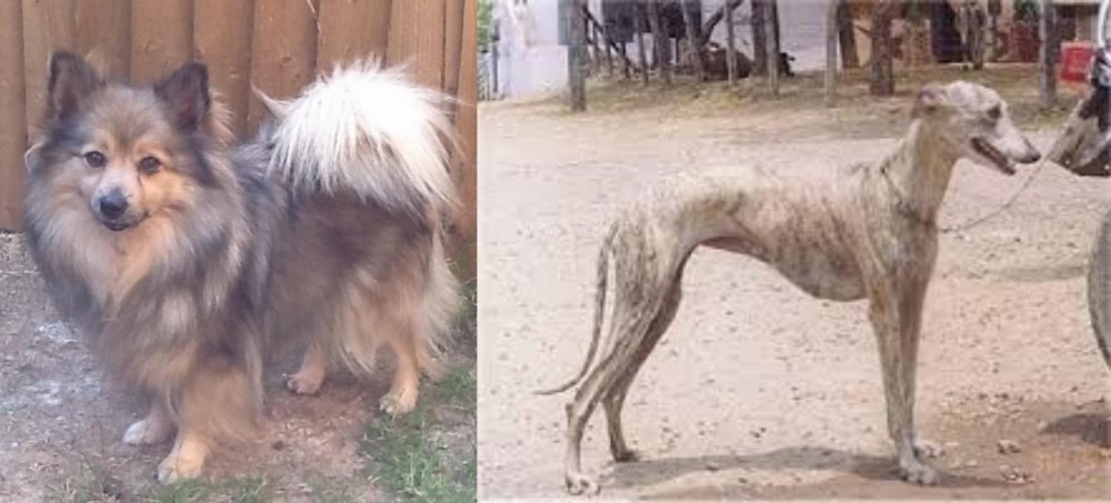 Rampur Greyhound vs German Spitz (Mittel) - Breed Comparison