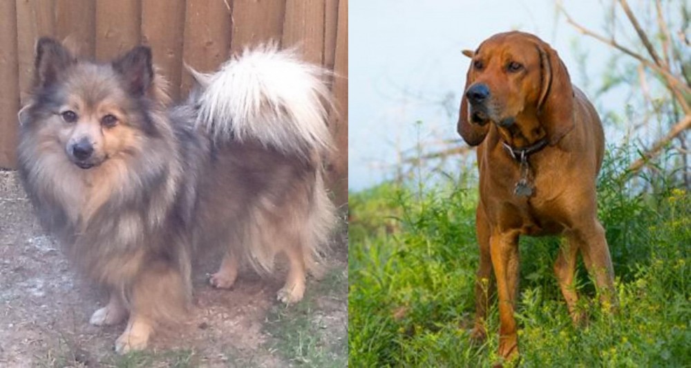 Redbone Coonhound vs German Spitz (Mittel) - Breed Comparison