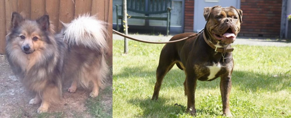 Renascence Bulldogge vs German Spitz (Mittel) - Breed Comparison