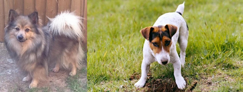 Russell Terrier vs German Spitz (Mittel) - Breed Comparison